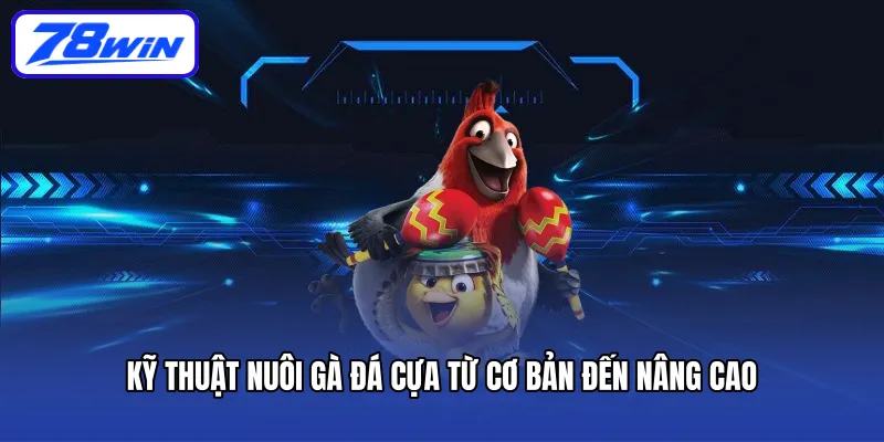 Kỹ thuật nuôi gà đá cựa từ cơ bản đến nâng cao